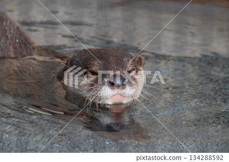 動物園偶像:亞洲小爪水獺 動物園偶像:亞洲小爪水獺 134288592