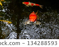 Red koi fish swimming peacefully in a clear pond surrounded by green leaves and water reflections 134288593