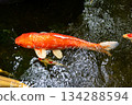 Colorful koi carp swimming gracefully in a clear garden pond 134288594