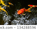 Gold koi fish swimming peacefully in a garden pond with clear water and natural surroundings 134288596