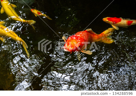 Gold koi fish swimming peacefully in a garden pond with clear water and natural surroundings Gold koi fish swimming peacefully in a garden pond with clear water and natural surroundings 134288596