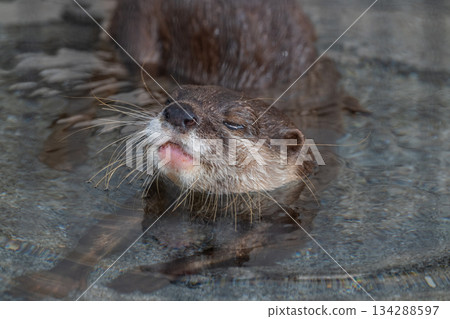 動物園偶像：亞洲小爪水獺 134288597