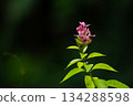 Pink and green flower with soft white petals blooming in a spring garden closeup 134288598