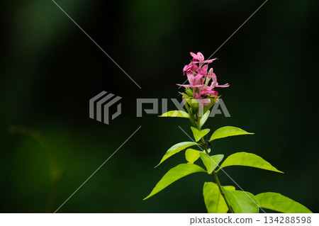 Pink and green flower with soft white petals blooming in a spring garden closeup Pink and green flower with soft white petals blooming in a spring garden closeup 134288598