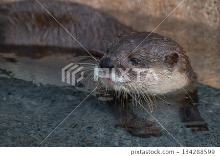 Zoo idol: Asian small-clawed otter 134288599