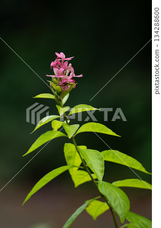 Pink and green flower with soft white petals blooming in a spring garden closeup Pink and green flower with soft white petals blooming in a spring garden closeup 134288600