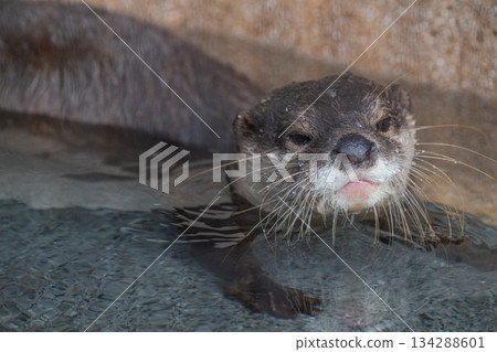 動物園偶像：亞洲小爪水獺 134288601