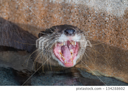 動物園偶像:亞洲小爪水獺 動物園偶像:亞洲小爪水獺 134288602
