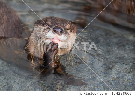 Zoo idol: Asian small-clawed otter 134288605