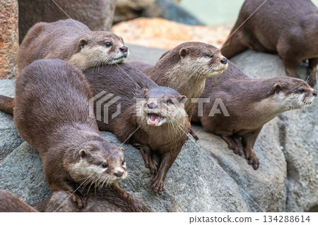 動物園偶像:亞洲小爪水獺 動物園偶像:亞洲小爪水獺 134288614