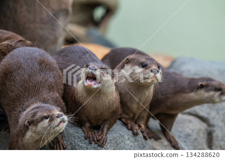 Zoo idol: Asian small-clawed otter 134288620