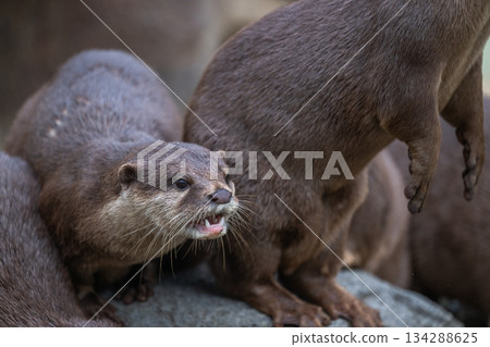 動物園偶像：亞洲小爪水獺 134288625