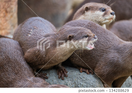 Zoo idol: Asian small-clawed otter Zoo idol: Asian small-clawed otter 134288629