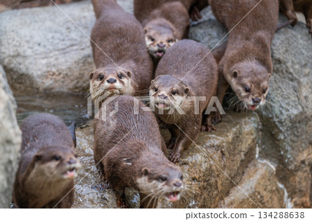 Zoo idol: Asian small-clawed otter 134288638