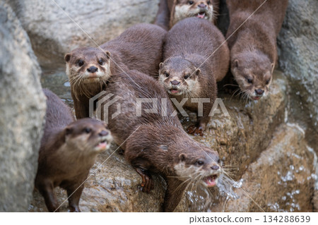 動物園偶像:亞洲小爪水獺 動物園偶像:亞洲小爪水獺 134288639