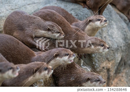 Zoo idol: Asian small-clawed otter 134288646