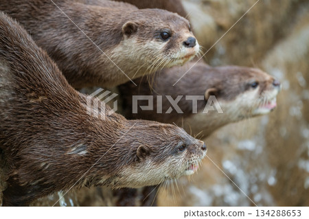 Zoo idol: Asian small-clawed otter 134288653