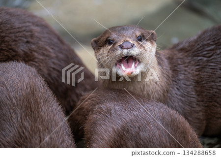 Zoo idol: Asian small-clawed otter Zoo idol: Asian small-clawed otter 134288658