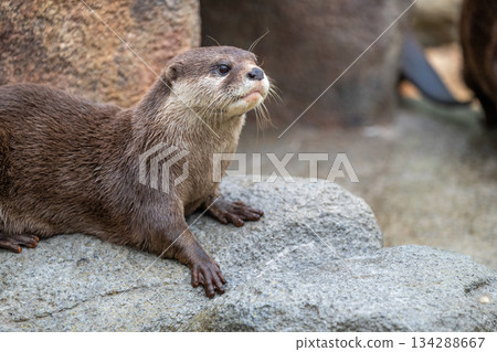 Zoo idol: Asian small-clawed otter 134288667