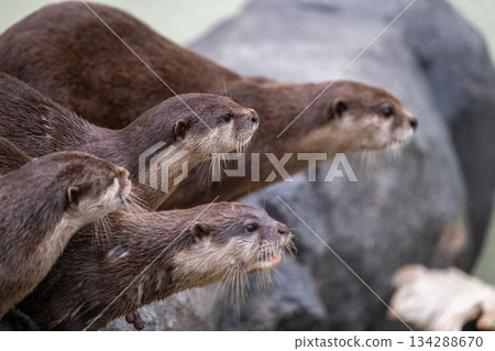 Zoo idol: Asian small-clawed otter 134288670