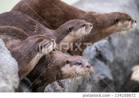 動物園偶像：亞洲小爪水獺 134288672