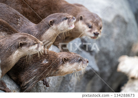 動物園偶像：亞洲小爪水獺 134288673