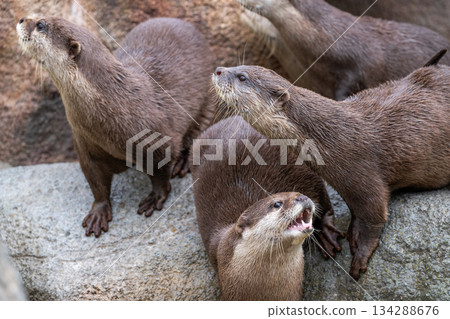 動物園偶像:亞洲小爪水獺 動物園偶像:亞洲小爪水獺 134288676