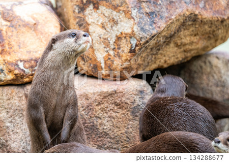 動物園偶像：亞洲小爪水獺 134288677