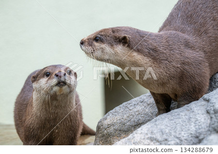 動物園偶像:亞洲小爪水獺 動物園偶像:亞洲小爪水獺 134288679