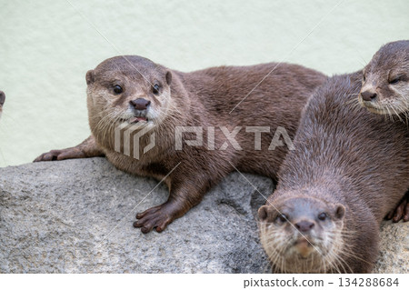動物園偶像：亞洲小爪水獺 134288684