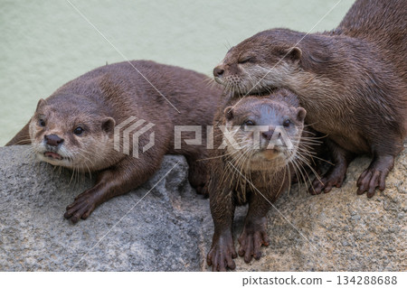 動物園偶像:亞洲小爪水獺 動物園偶像:亞洲小爪水獺 134288688