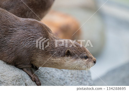 Zoo idol: Asian small-clawed otter Zoo idol: Asian small-clawed otter 134288695