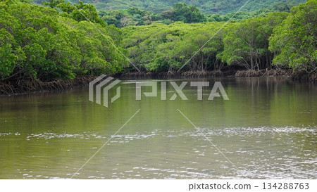 The mangrove community of the Fukido River, where subtropical nature remains 134288763