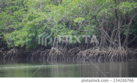 The mangrove community of the Fukido River, where subtropical nature remains 134288766