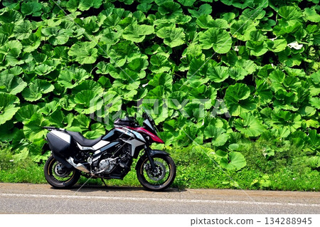 蜂斗菜和探險自行車 134288945