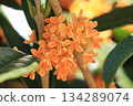 Osmanthus flower 134289074