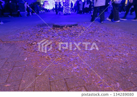Blue cave with scattered ginkgo leaves Blue cave with scattered ginkgo leaves 134289080