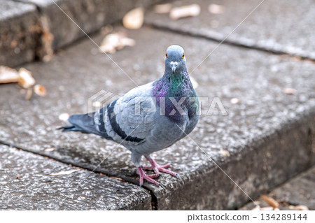 日本橫濱城市景觀：城市生活－城市裡的鴿子…覓食…=橫濱市（橫濱市堤區） 134289144