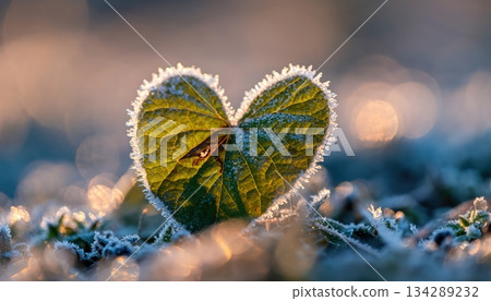 Close-up of frozen heart-shaped leaf covered in frost under morning light, symbolic winter macro scene representing love, nature, and fragile beauty in cold season 134289232
