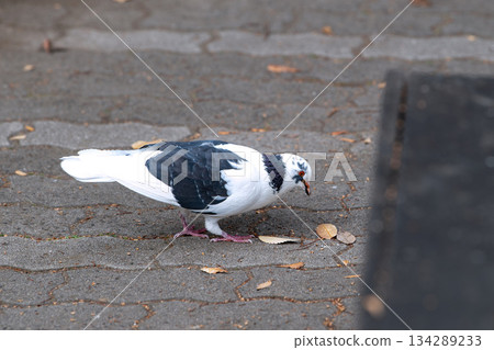 日本橫濱城市景觀:城市生活-城市裡的鴿子…覓食…=橫濱市(橫濱市堤區) 日本橫濱城市景觀:城市生活-城市裡的鴿子…覓食…=橫濱市(橫濱市堤區) 134289233
