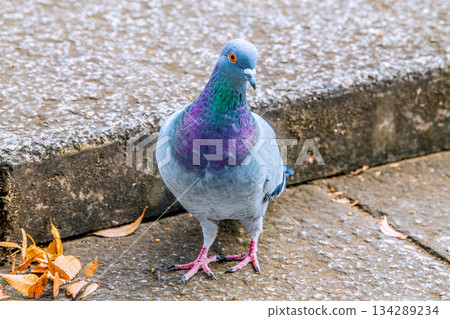 Yokohama Cityscape, Japan: City Life - Pigeons in the City...Searching for Food...=Yokohama City (Tsutsumi Ward, Yokohama City) 134289234