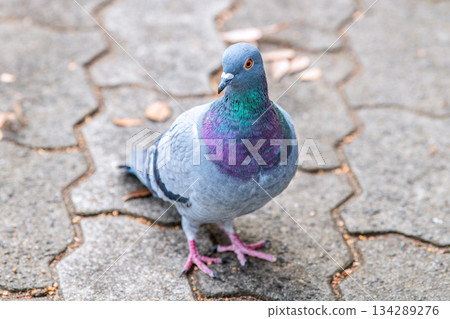 日本橫濱城市景觀：城市生活－城市裡的鴿子…覓食…=橫濱市（橫濱市堤區） 134289276