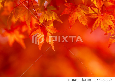 特寫鏡頭下的紅色楓葉,背景虛化,留有文字空間。 特寫鏡頭下的紅色楓葉,背景虛化,留有文字空間。 134289292