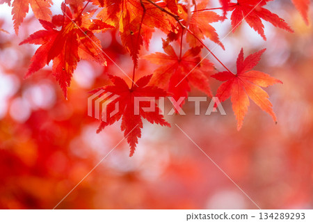 特寫鏡頭下的紅色楓葉,背景虛化,留有文字空間。 特寫鏡頭下的紅色楓葉,背景虛化,留有文字空間。 134289293