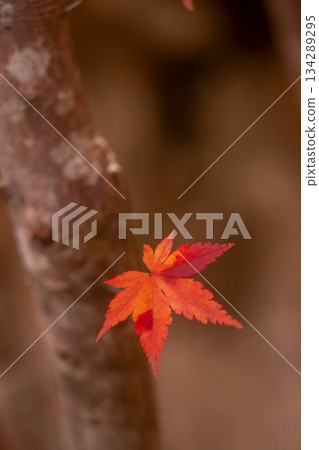 特寫鏡頭下的紅色楓葉,背景虛化,留有文字空間。 特寫鏡頭下的紅色楓葉,背景虛化,留有文字空間。 134289295