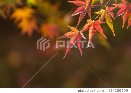 特寫鏡頭下的紅色楓葉,背景虛化,留有文字空間。 特寫鏡頭下的紅色楓葉,背景虛化,留有文字空間。 134289309
