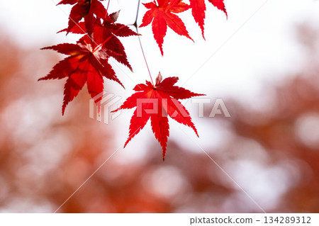 Close-up of red maple leaves with blurred background copy space Close-up of red maple leaves with blurred background copy space 134289312