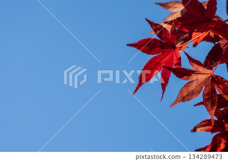 特寫鏡頭展現紅色的楓葉和蔚藍的天空,並留有文字空間。 特寫鏡頭展現紅色的楓葉和蔚藍的天空,並留有文字空間。 134289473