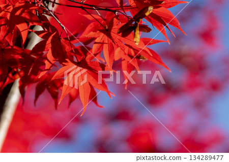 Close-up of red maple leaves and blue sky with copy space 134289477
