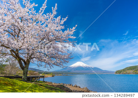 山中湖櫻花 134289497